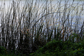 Les étangs de Corot. Ville d'Avray. / The ponds of Corot. Ville d'Avray.