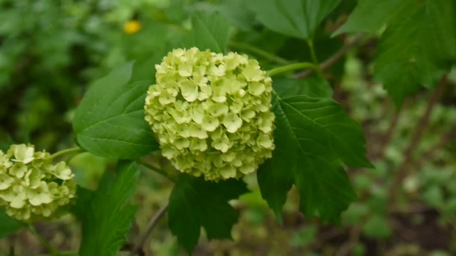 Flowering snowball tree in the wind. Video the static camera. Viburnum opulus