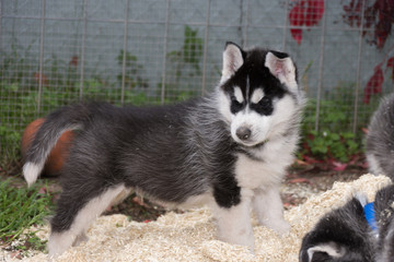 Obraz premium Husky Welpe spielt in Streu
