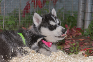 Fototapeta premium Husky Welpe spielt in Streu