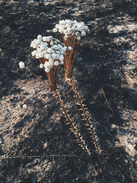 New Life - Plant Growth After Devastating Bushfire