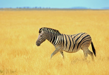 Isolated Burchells Zebra walking through the dried grass in Etosha