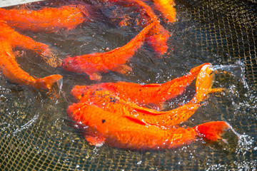 Fish red Japanese carp koi caught in the net