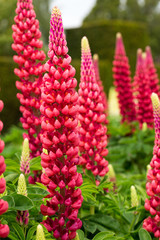 Tall Upright Bed of purple Lupins in an english country garden