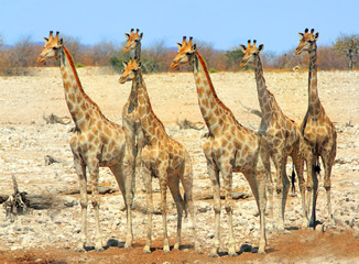 Journey of Giraffes on the African Plains