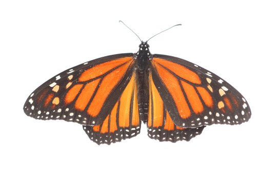 Female Monarch Butterfly (danaus plexippus) on White
