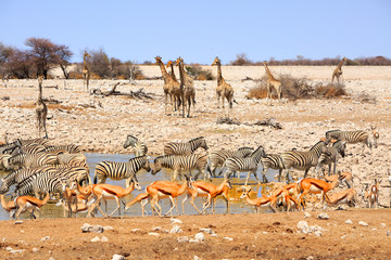 Eotosha scene with many different animals congregating around a busy waterhole, Namibia - obrazy, fototapety, plakaty