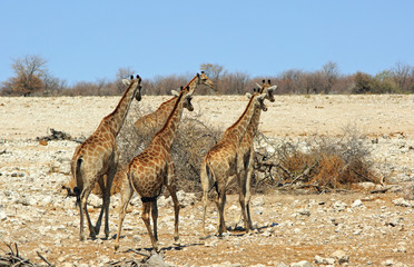 Journey of giraffes walking away from a waterhole in Etosha