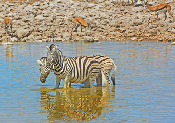 Fototapeta na wymiar Zebras standing in the middle of a waterhole cooling down and drinking in Etosha, Namibia