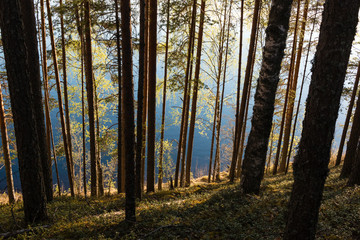 Pines at lakeside hill in Nordic forest