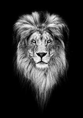 Portrait d& 39 un beau lion, lion dans l& 39 obscurité