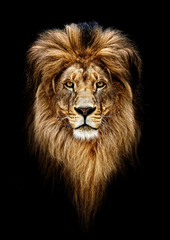 Portrait d& 39 un beau lion, lion dans l& 39 obscurité