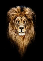Türaufkleber Löwe Porträt eines schönen Löwen, Löwe im Dunkeln