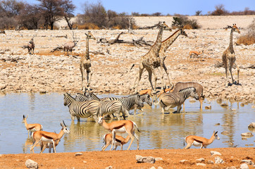 Fototapeta na wymiar Giraffes, Zebra, Impala sharing a waterhole in Etosha, Namibia, Africa