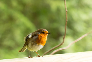 Isolated Robin resting with a natural green background