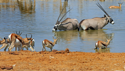 Gemsbok Oryx wallowing in a waterhole with impala in the foreground, Etosha