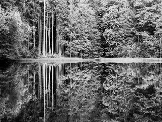 Boubin lake. Reflection of lush green trees of Boubin Primeval Forest, Sumava Mountains, Czech Republic. Black and white image.