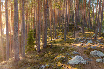 Trekking route over an esker with pine trees