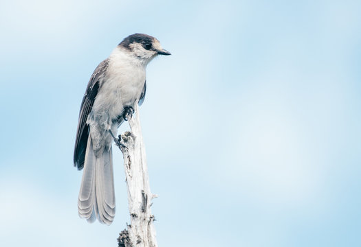 Wild gray jack sitting on top of a tree stump