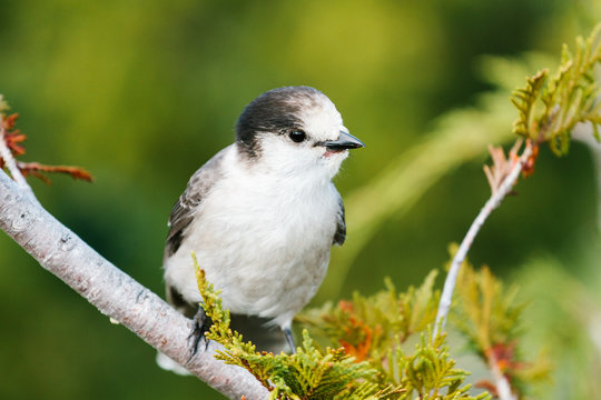 Wild gray jack sitting on a tree branch in the summer