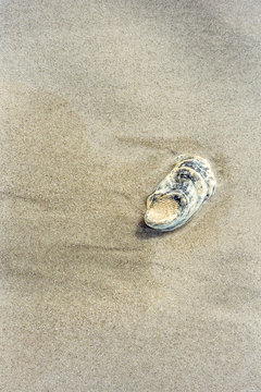Fossilized Oyster Shell