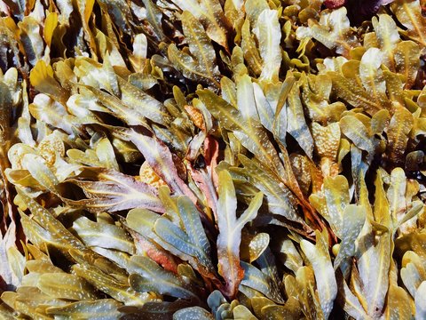 Multicoloured seaweed