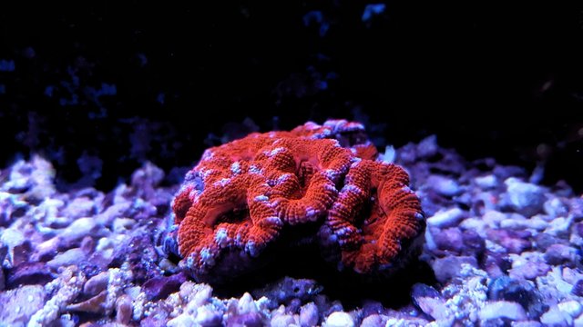 Red Acanthastrea lps coral