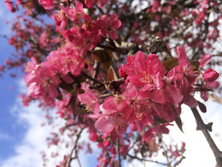 Red flowers on the tree