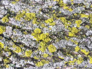 Lichens covering the bark of a tree