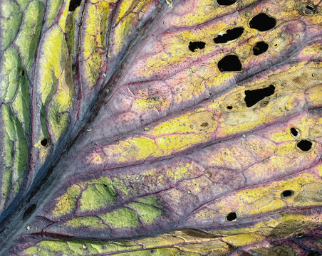 Old red cabbage leaf macro