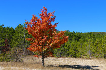 Naklejka premium COULEURS D'AUTOMNE