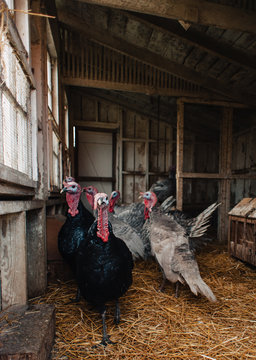 Turkeys free ranging at a farm