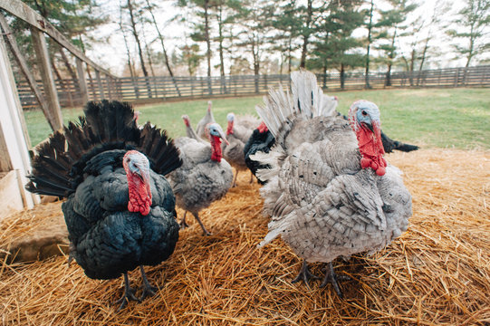 Turkeys free ranging at a farm
