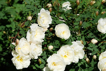 white rose in garden
