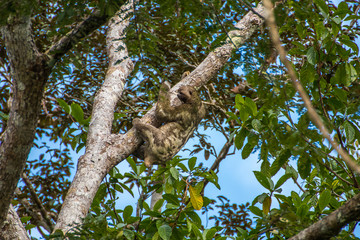 Amazon Jungle