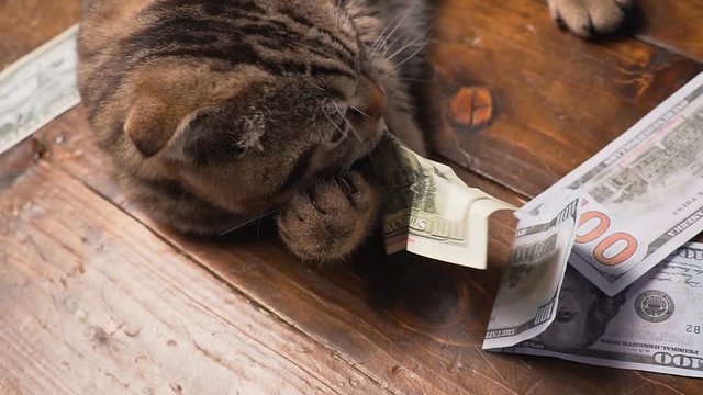 cat and money in present basket