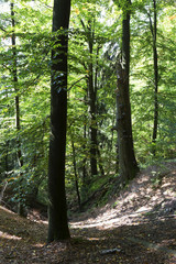 Autumn Landscape in the Czech Switzerland, Czech Republic