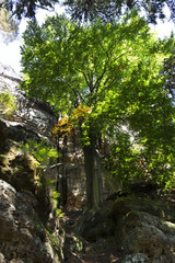 Obraz premium Autumn Landscape in the Czech Switzerland, Czech Republic