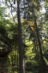 Obraz premium Autumn Landscape in the Czech Switzerland, Czech Republic