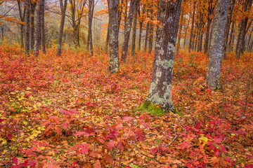 Beautiful autumn forest