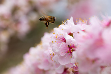 Bee hovering over cherry blossum