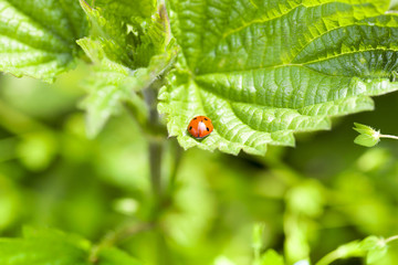 Ladybird on currant leaves