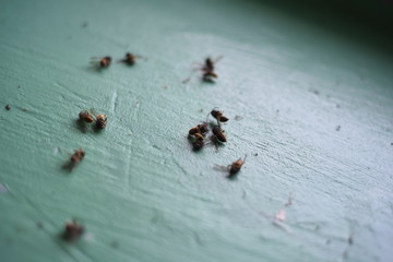 Dead Wasps on a Green Windowsill