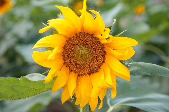 closeup sunflower and working bee