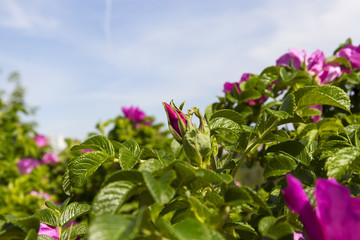 Flowers of dogrose © rsooll