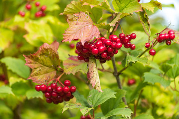 Fototapeta premium Autumn red berries ripen