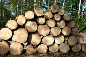 Many sawed pine logs stacked in a pile in the forest on summer day front view closeup