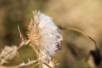 Close up of beautiful dry thistle flower in autumn, blurred background