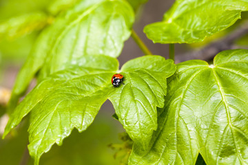 ladybug on green currant