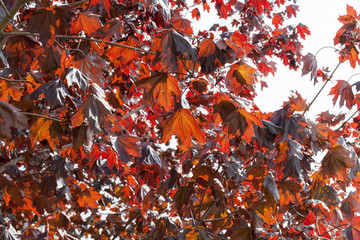 Maple leaves are red